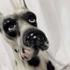 Ceramic dog, Great Dane