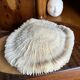 White fungia coral