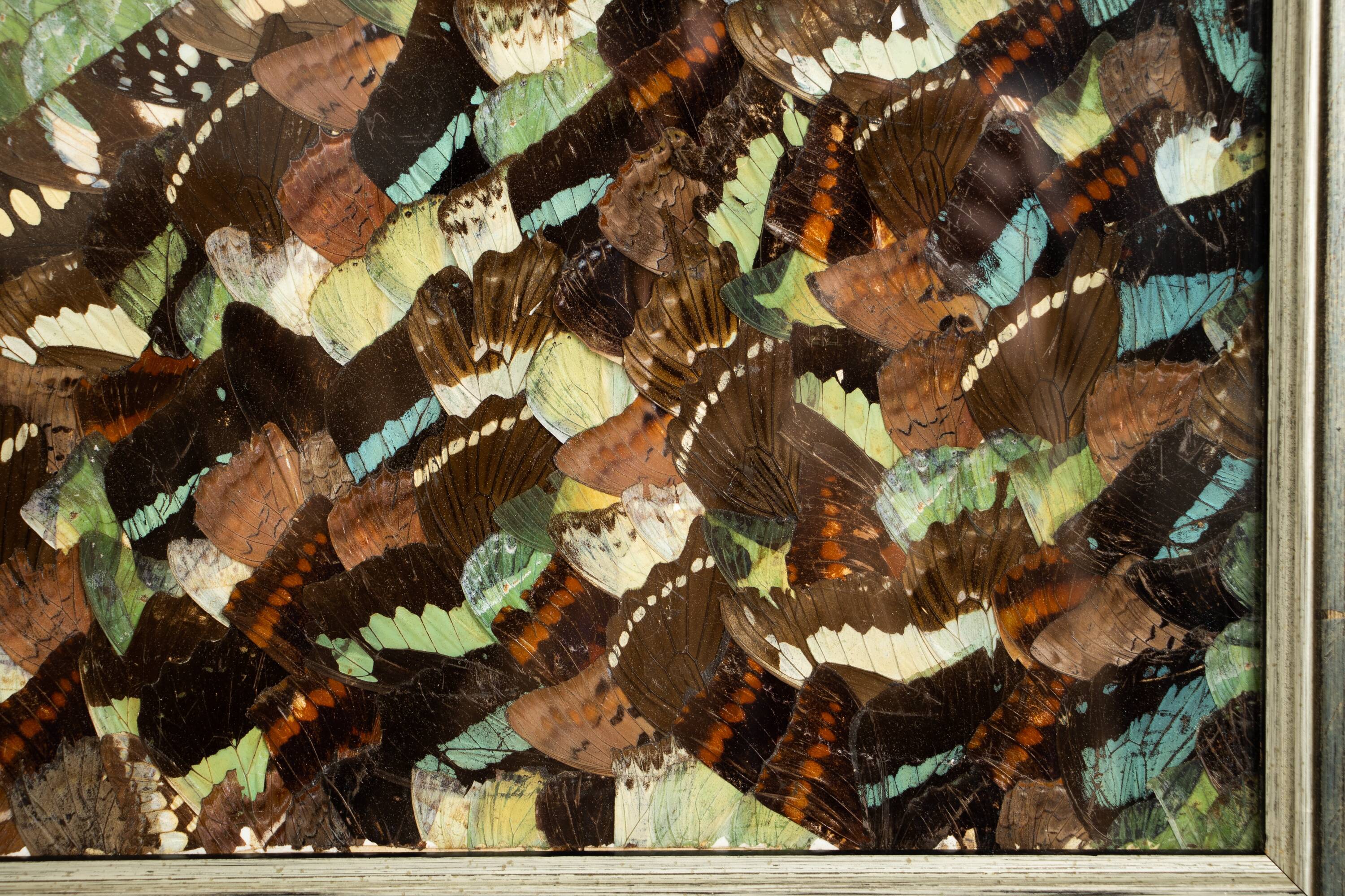 collage in XXL butterfly wings