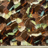 collage in XXL butterfly wings