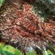Large vintage shell dish Vallauris - 1970s