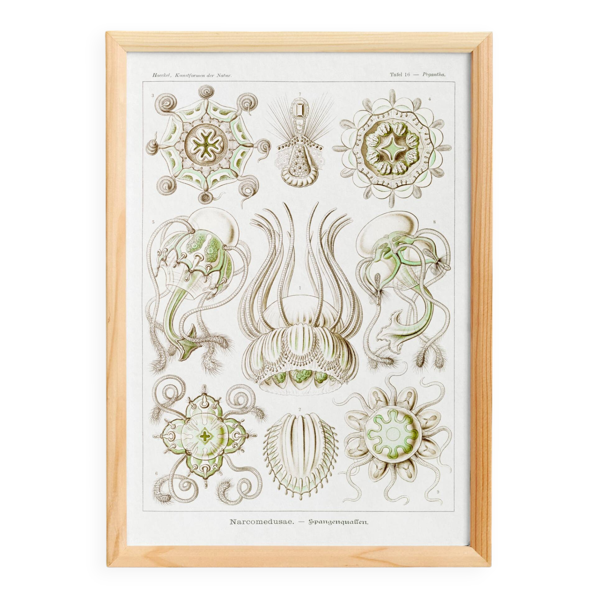 Poster on crowned jellyfish, based on an old lithograph from 19.