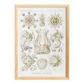 Poster on crowned jellyfish, based on an old lithograph from 19.