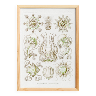 Poster on crowned jellyfish, based on an old lithograph from 19.