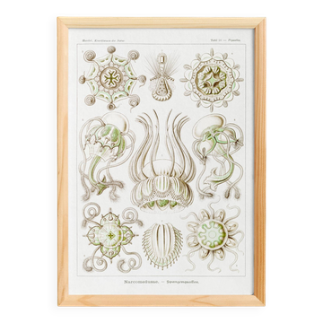 Poster on crowned jellyfish, based on an old lithograph from 19.