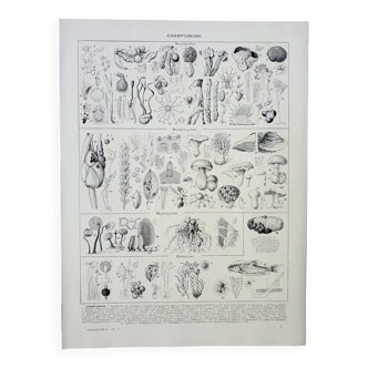 Gravure ancienne 1928, Champignons, oomycètes • Lithographie, Planche originale