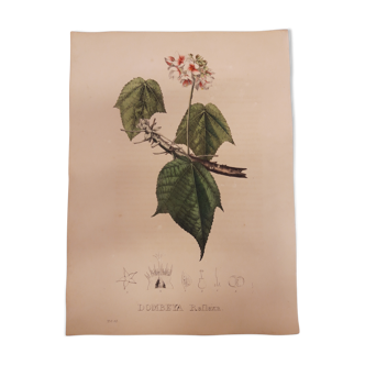 Planche botanique dombeya reflexa, lithographiée et coloriée, sertum botanicum tome4, 1832