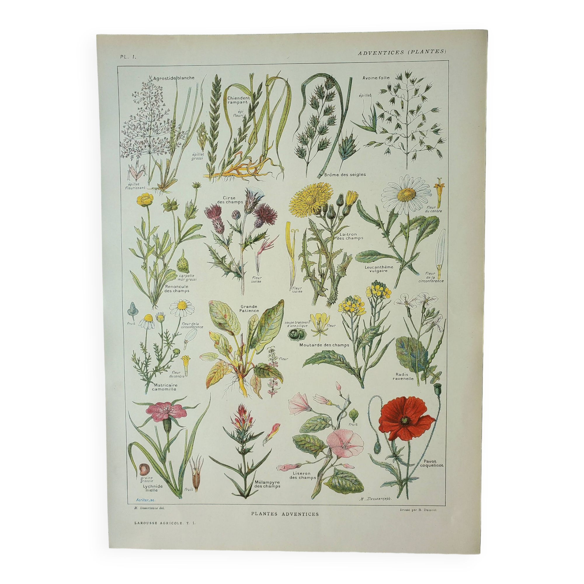 Old engraving 1922, Weeds, flowers, plants, botany • Lithograph, Original plate