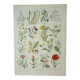 Old engraving 1922, Weeds, flowers, plants, botany • Lithograph, Original plate