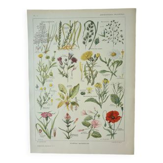 Gravure ancienne 1922, Adventices, fleurs, plantes, botanique • Lithographie, Planche originale
