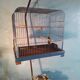 Cage and plant stand 1960s