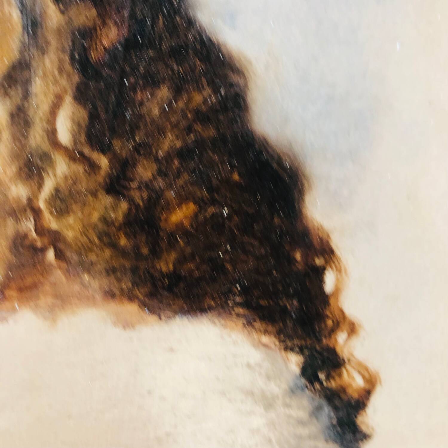 Portrait de jeune flamande