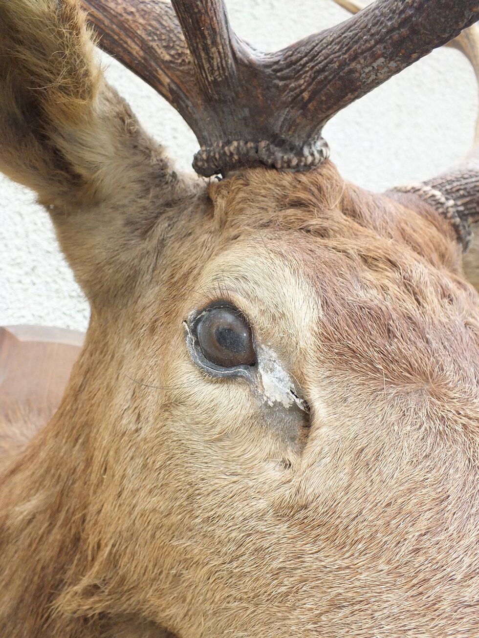 Naturalized deer head - hunting trophy