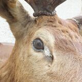 Naturalized deer head - hunting trophy