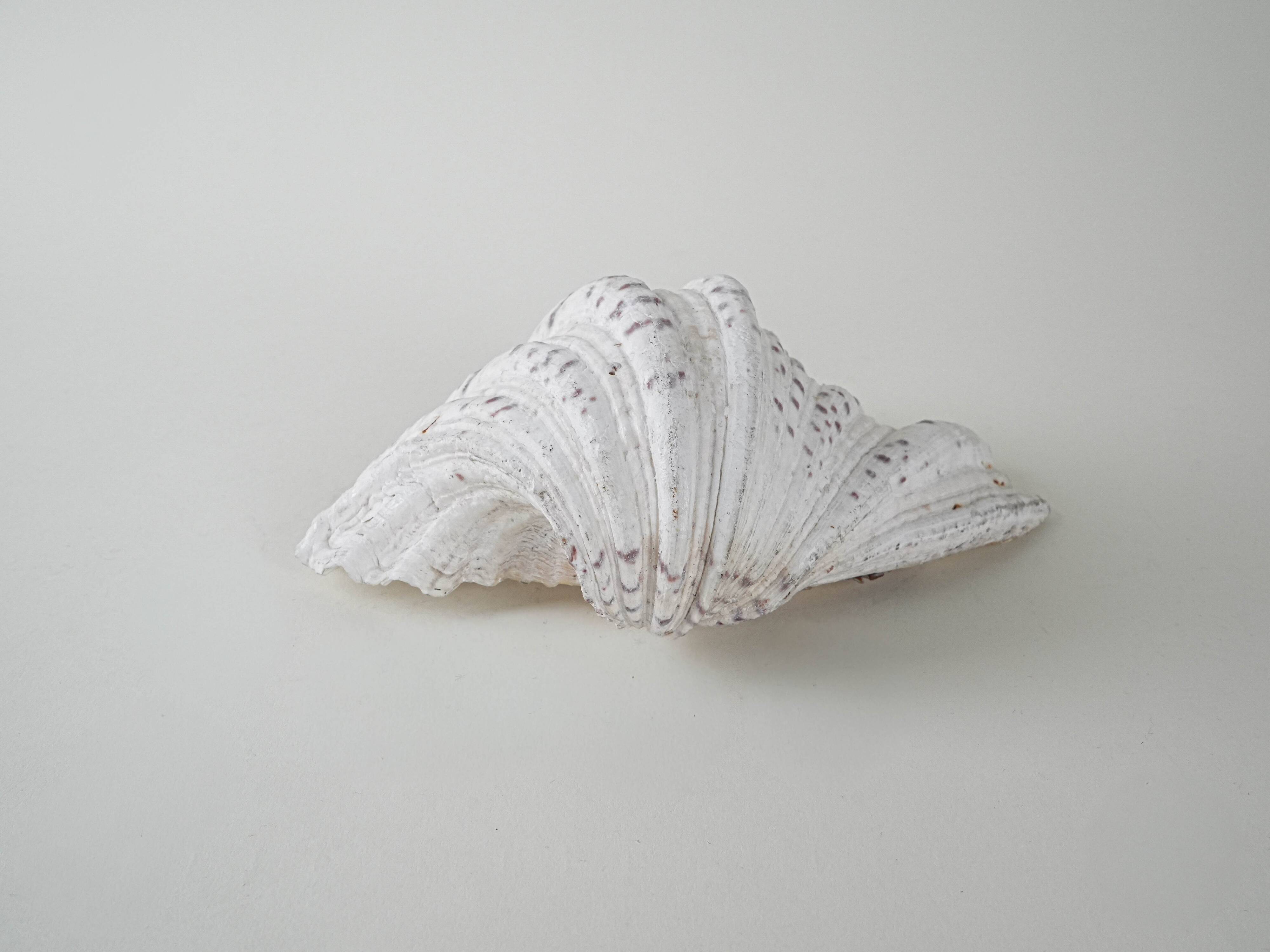 Decorative Triton seashell, boho style, 1980s