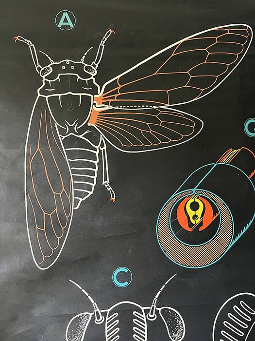 Vintage Biology Plate by Doctor Auzoux [The Cicada]