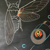 Vintage Biology Plate by Doctor Auzoux [The Cicada]