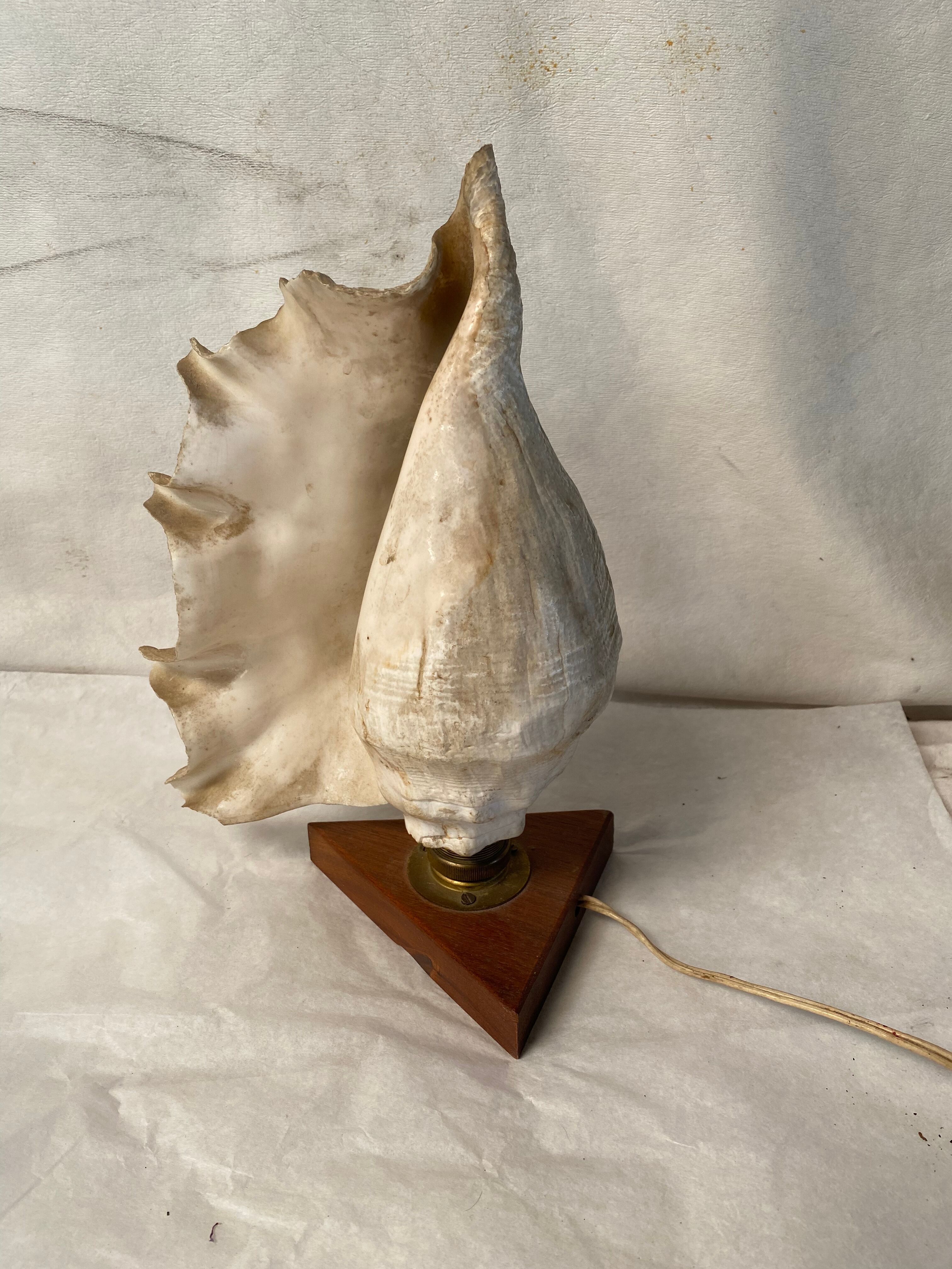 Vintage shell and teak lamp