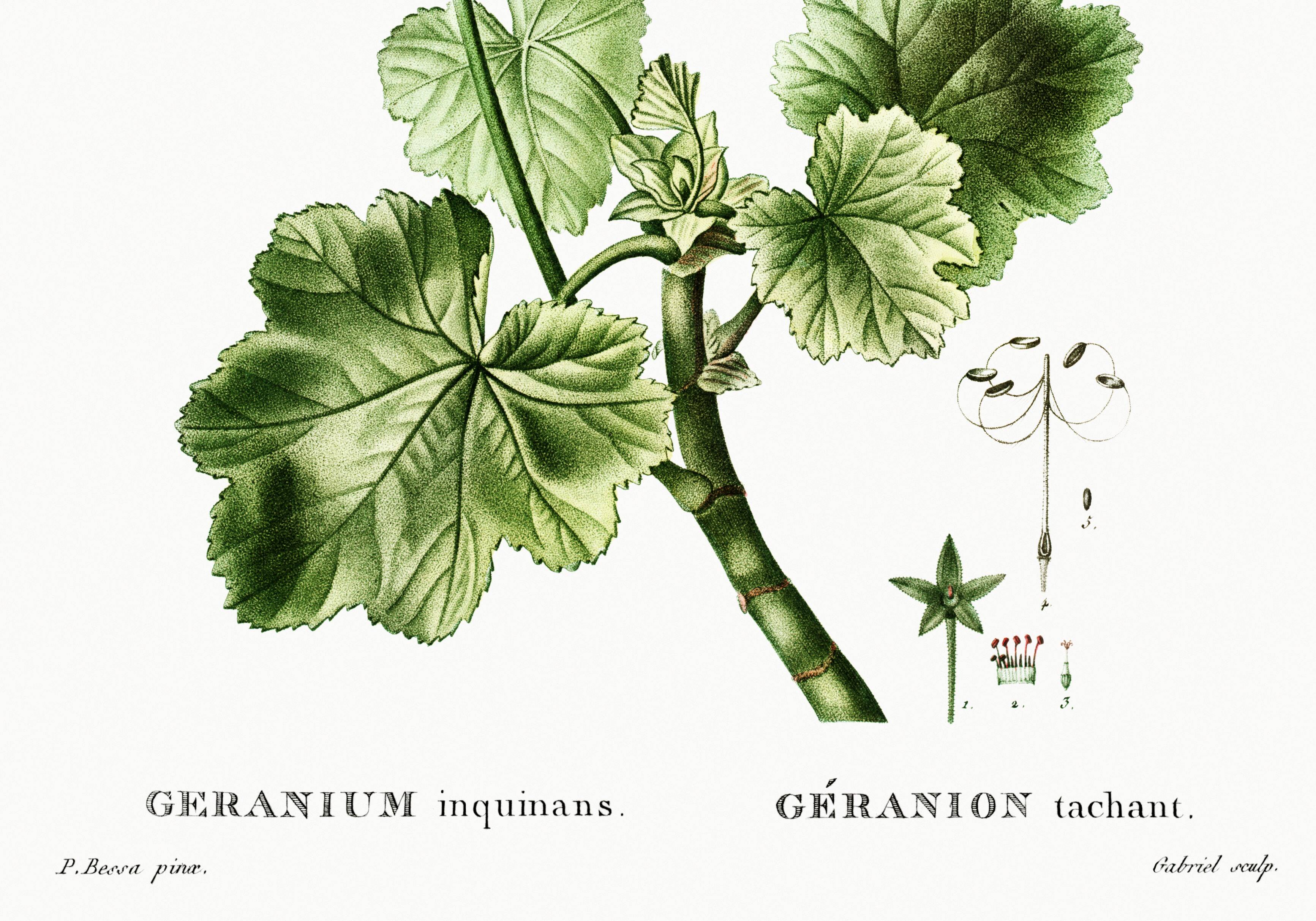 Poster about Geraniums, based on an old engraving from 1802