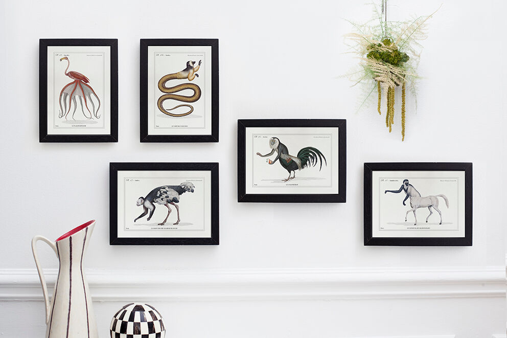 Chimera lithograph animal engraving - the coquandérou