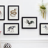 Chimera lithograph animal engraving - the coquandérou