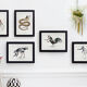 Chimera lithograph animal engraving - the coquandérou