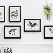 Chimera lithograph animal engraving - the coquandérou