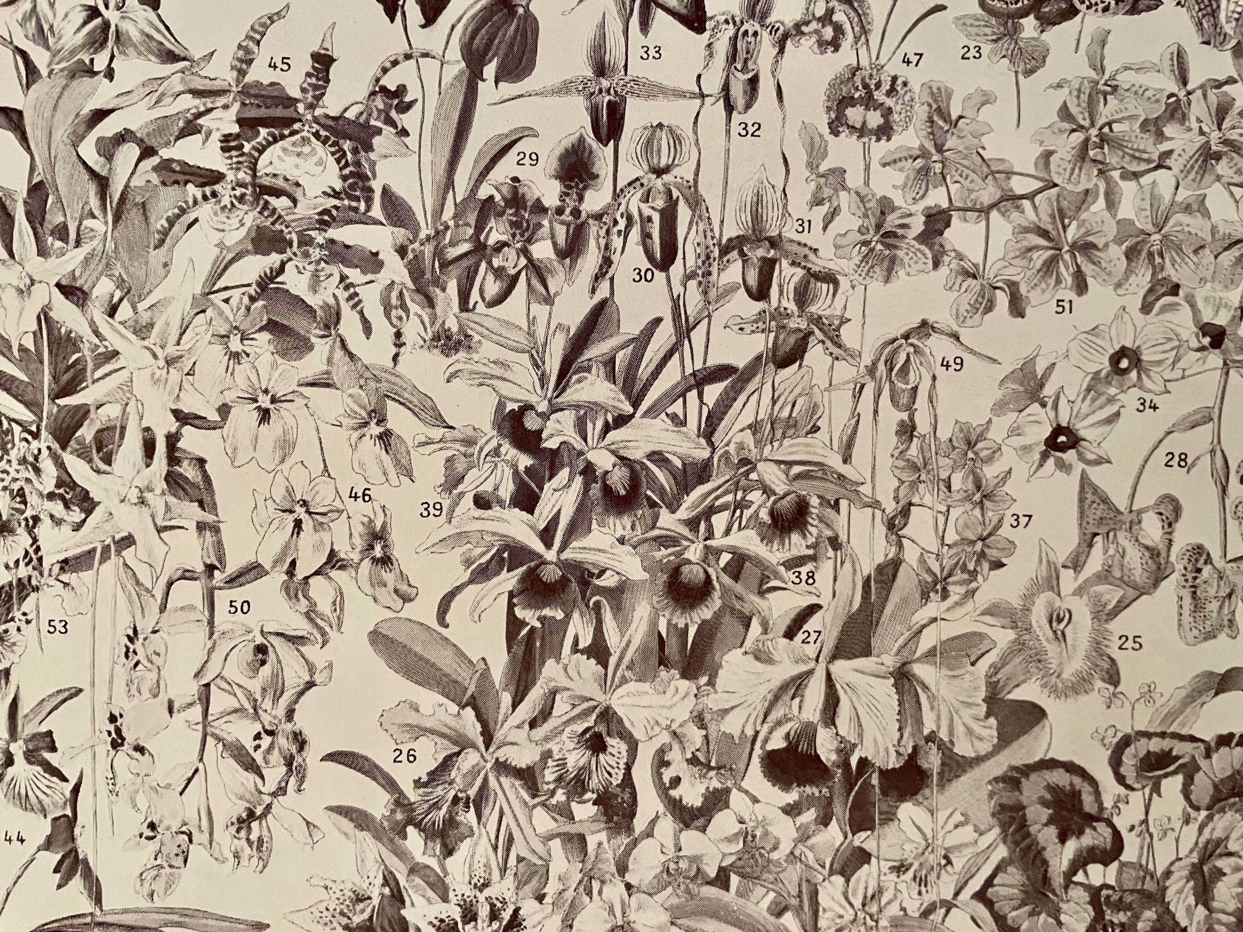 Lithograph on flowers (trees and shrubs) - 1920