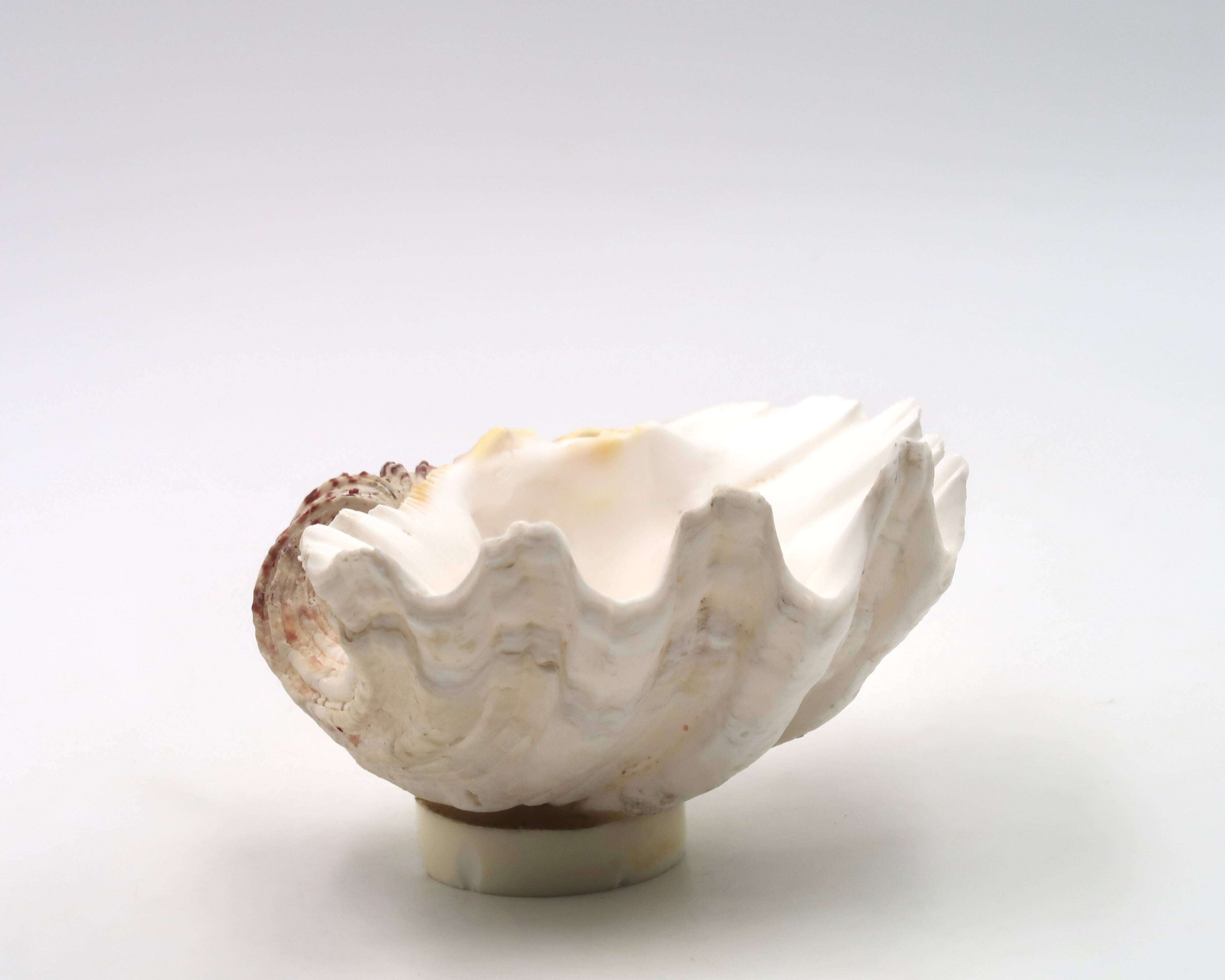 Natural shell catchall, 1970s.