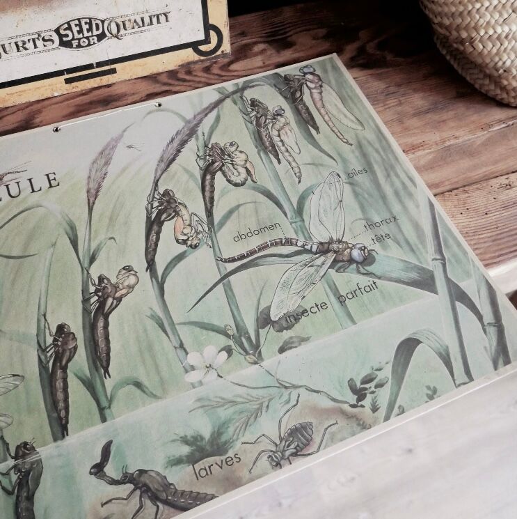 Dragonfly school poster