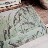 Dragonfly school poster