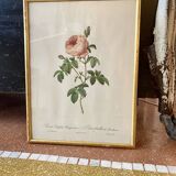 Lithograph PJ Redouté