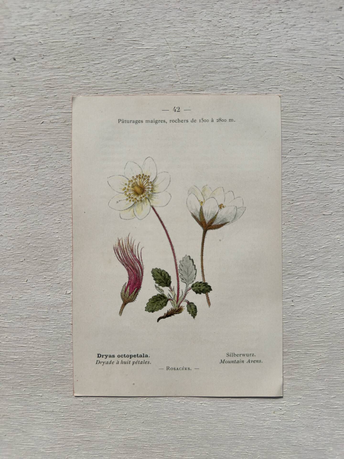 Botanical Plate 1800 Old Naturalist Engraving 19th Century Double-Sided