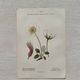Botanical Plate 1800 Old Naturalist Engraving 19th Century Double-Sided