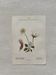 Botanical Plate 1800 Old Naturalist Engraving 19th Century Double-Sided