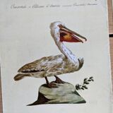 7 bird illustrations
