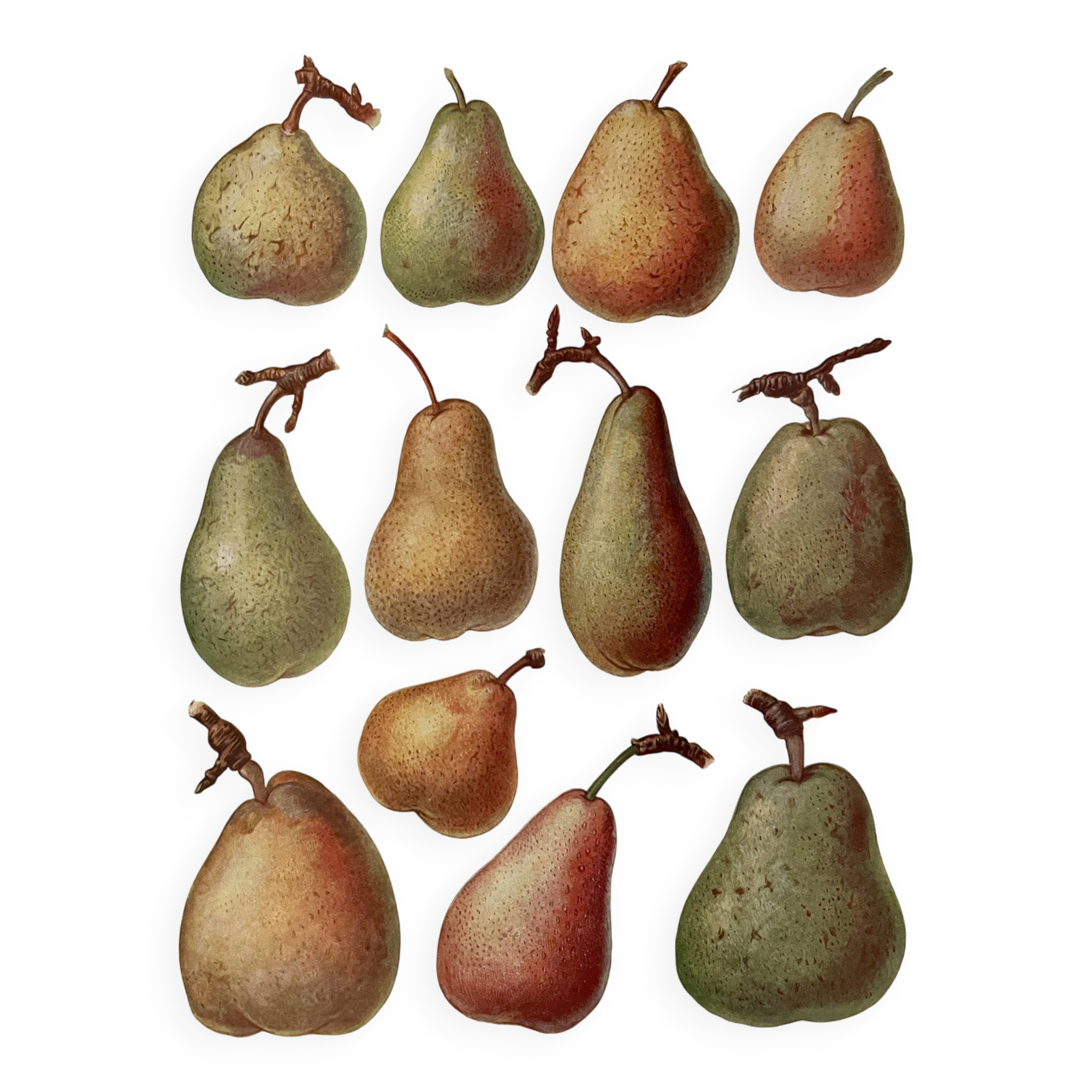 Illustrated plate on pears - 1920