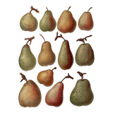 Illustrated plate on pears - 1920