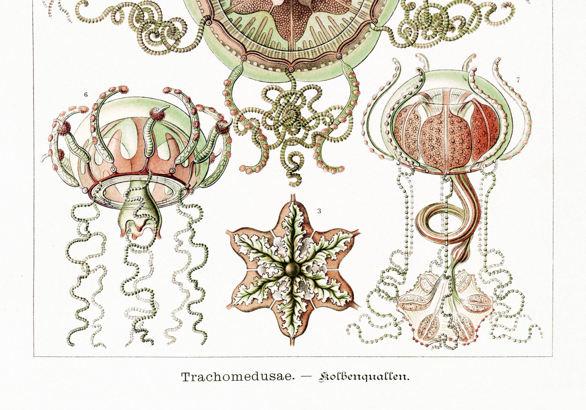 Poster on pelagic jellyfish, based on an old lithograph from 1904