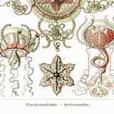 Poster on pelagic jellyfish, based on an old lithograph from 1904