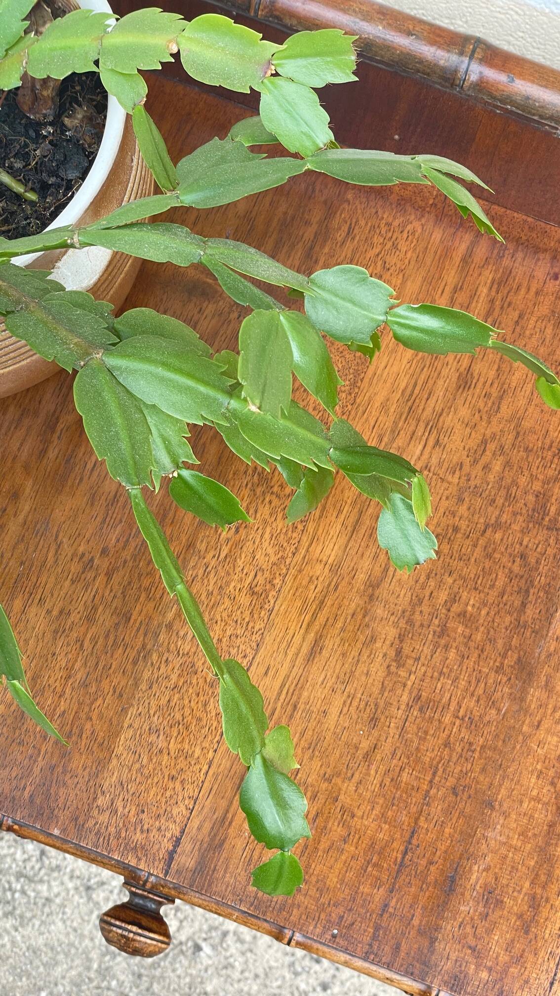 Bureau console 1900 called bamboo