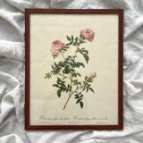 Framed lithograph roses Pierre Joseph Redouté, vintage botanical poster