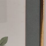 Dreaded Botanical Board