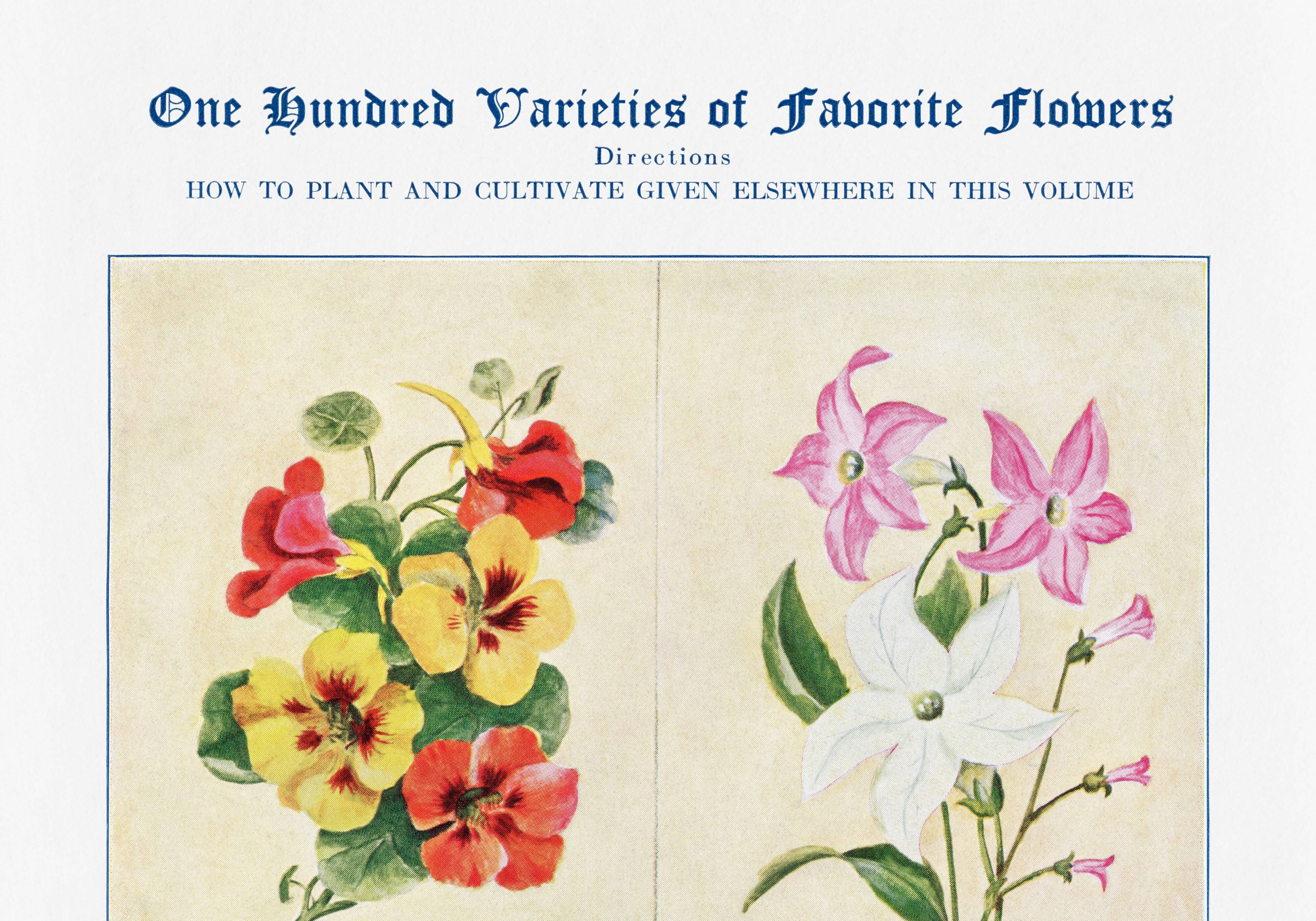 Poster featuring nasturtiums, ornamental tobacco, nigella, and pansies
