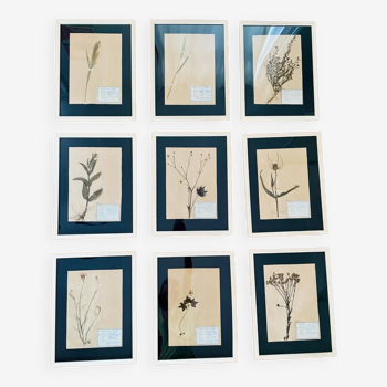 Lot of 8 old botanical herbarium frames