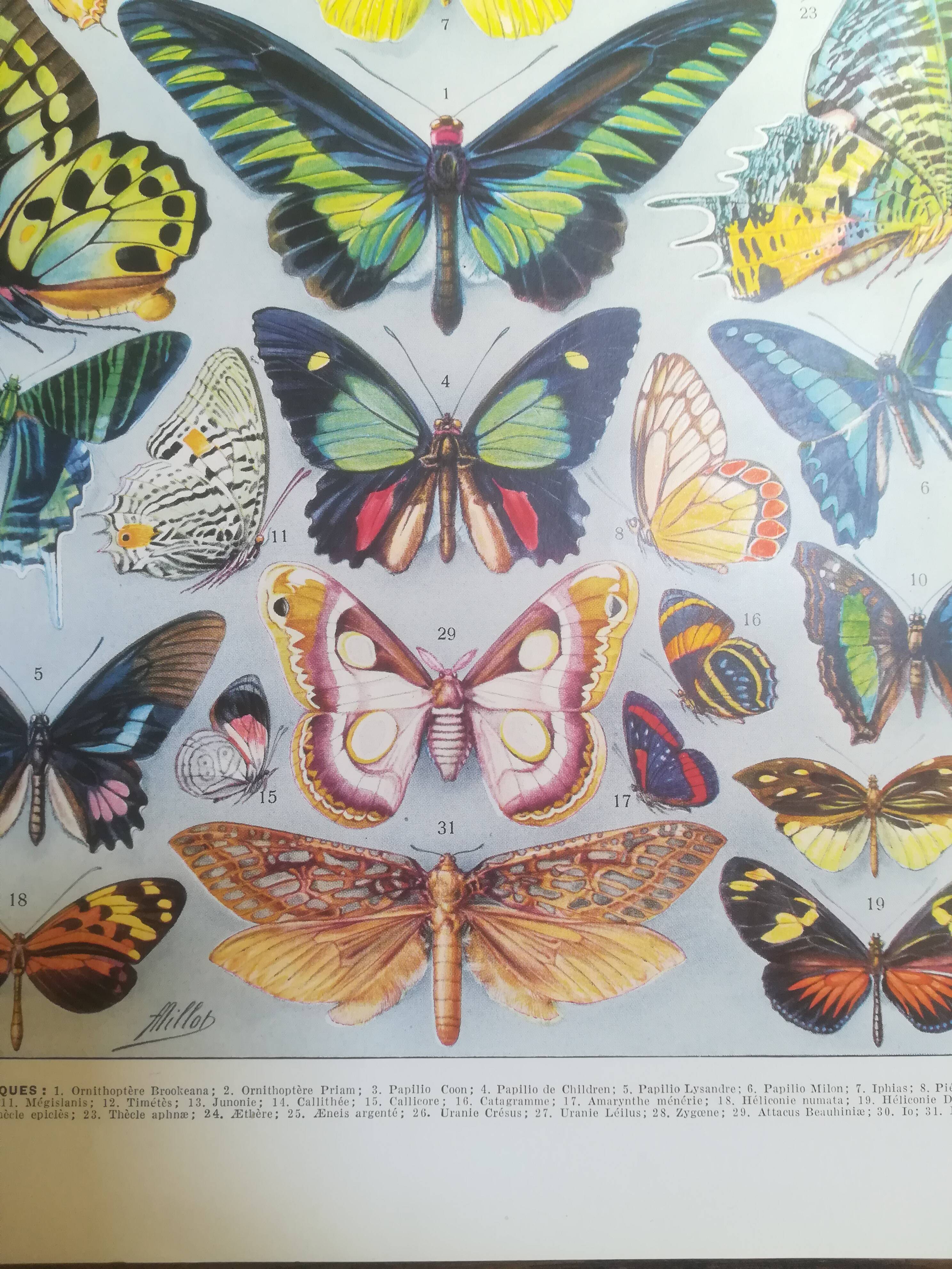 Lithographie sur les papillons de 1928 "exotiques"