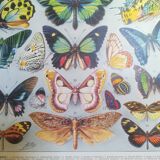 Lithograph on "exotic" butterflies of 1928