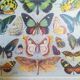 Lithographie sur les papillons de 1928 "exotiques"