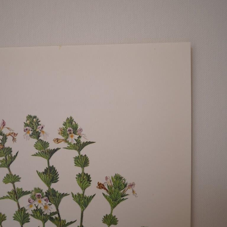 Botanical board, Glasses or ophthalmic grass