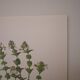 Botanical board, Glasses or ophthalmic grass